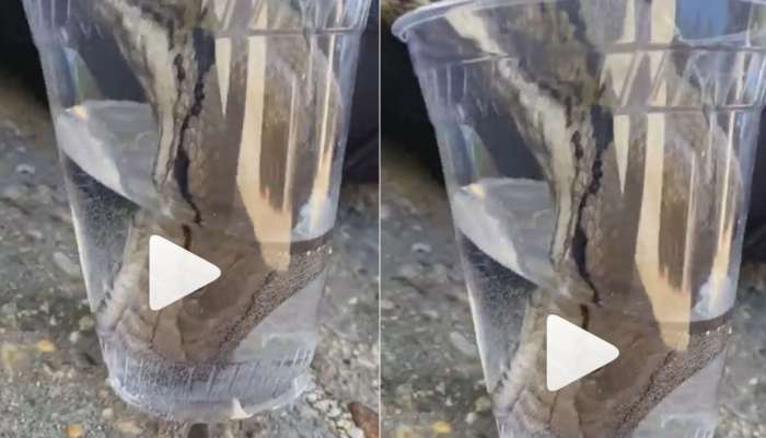 Snake Water Viral Video: పాము నీరు తాగడం ఎప్పుడైనా చూశారా?.. ఈ వీడియో చూడండి మరి! సెకన్లలో గ్లాసులోని నీరు ఖాళీ
