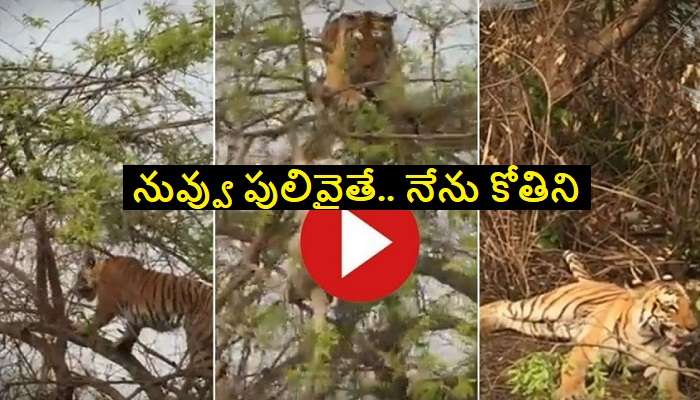 Monkey Playing With Tiger: పులిని తెలివిగా ఫూల్ చేసి కిందపడేసిన కోతి.. వీడియో వైరల్