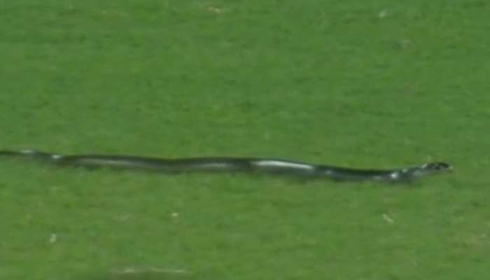 Snake On Field: రెండో టీ20 చూడ్డానికి వచ్చిన ప్రత్యేక అతిథి.. ఎవరో తెలిస్తే షాక్ అవుతారు (వీడియో)!