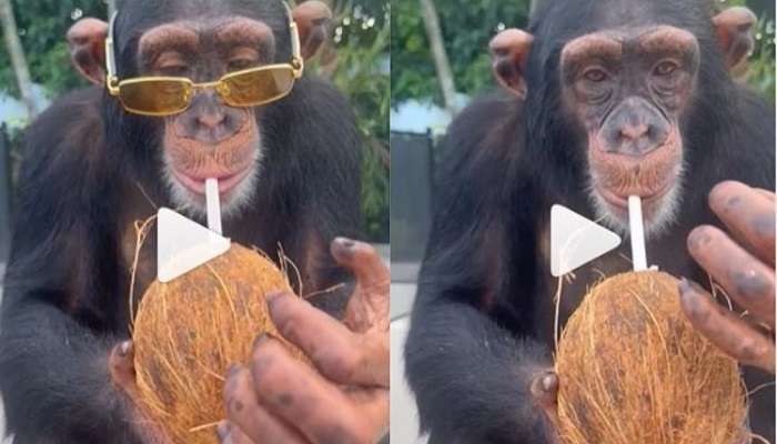 Chimpanzee Viral Videos: సన్‌గ్లాసెస్, కోకోనట్ వాటర్, 7 లక్షల మంది ఫాలోవర్స్.. తగ్గేదెలె అంటున్న చింపాంజీ