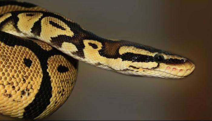 Python Snake in Graveyard: ఒక సమాధిలోంచి మరో సమాధిలోకి 6 అడుగుల కొండచిలువ