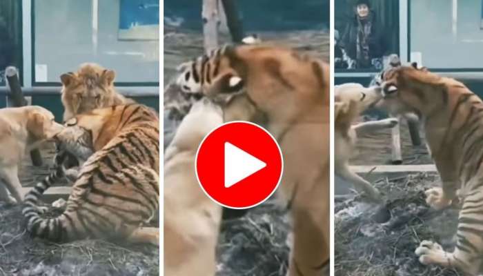 Dog Tiger Viral Video: భారీ పులి చెవిని కొరికిన కుక్క.. పక్కనే సింహం! చివరకు ఏమైందంటే