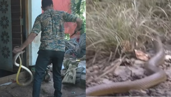 Rat Snake Viral Video: స్నేక్ క్యాచర్ ను ముప్పుతిప్పలు పెట్టిన రాట్ స్నేక్.. వైరల్ అవుతున్న వీడియో..