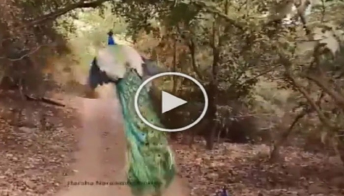 Peacock Flying Video: ఇంత అందంగా ఎగిరే నెమలిని  ఎప్పుడైనా చూశారా..
