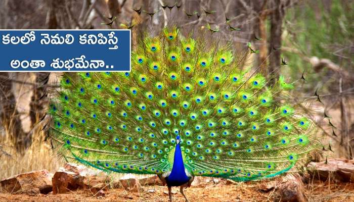 Seeing Peacock: ఇలా కలలో నెమలి కనిపిస్తే నిజంగా ధనవంతులవుతారా..?