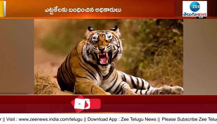 Conflict tiger captured