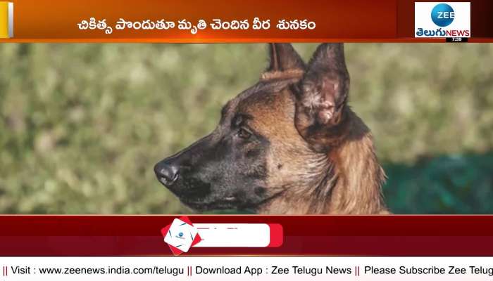 Indian Army dog 'Zoom' Passed Away