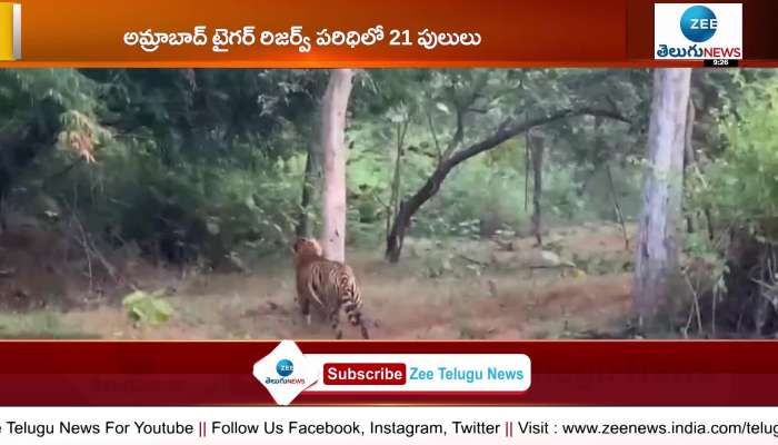 Increasing number of tigers in Nallamalla forest area