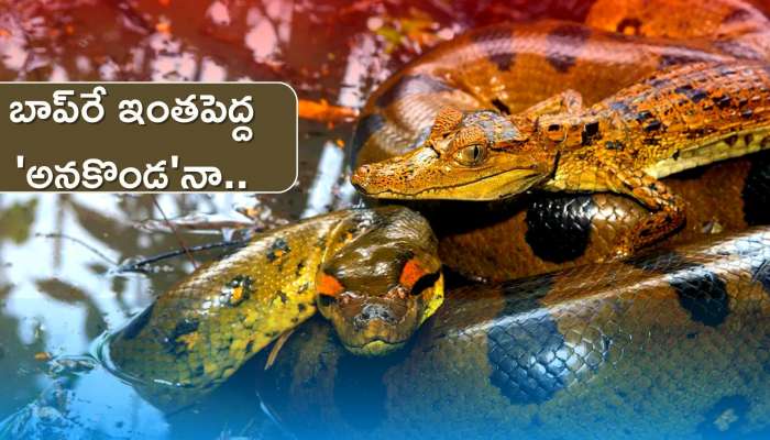 Giant Anaconda Viral Video: బాప్‌రే ఇంతపెద్ద &#039;అనకొండ&#039;నా.. వీడియో చూస్తే ఆమ్మో అనకుండా ఉండలేరు!