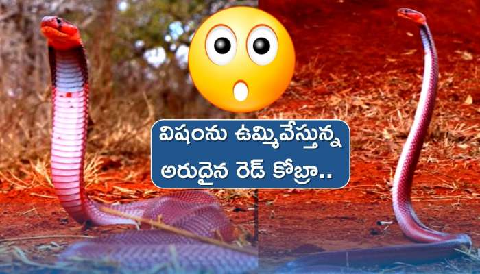 Red spitting King Cobra: మీకు తెలుసా.. రెడ్ కింగ్ కోబ్రా కాటువేయకుండానే ఉమ్మేసే వేటాడుతుందని..? 