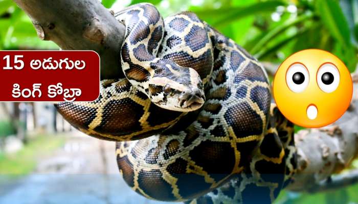 Python in Khammam: గ్రామంలోకి భారీ కొండచిలువ.. పరుగులు తీసిన జనాలు! 