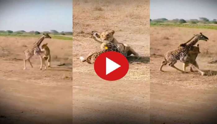 Lion Viral Video: తల్లిని మించిన యోధులు ఎవరూ లేరనే దానికి లైవ్ ఉదాహరణ.. ఏకంగా సింహాన్ని తరిమికొట్టిందిగా! 