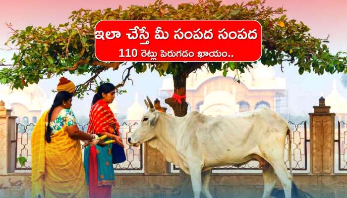 Dhanteras 2022: ధన త్రయోదశి, దీపావళి రోజు ఇలా ఆవుకు వీటిని తినిపిస్తే.. మీ సంపద 110 రెట్లు పెరుగడం ఖాయం..