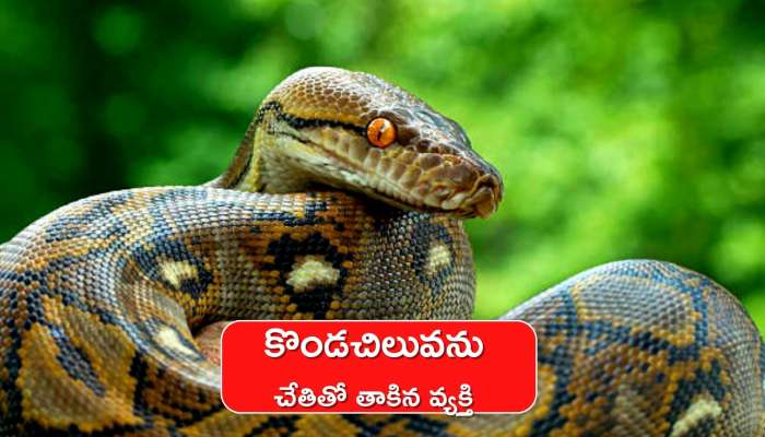 Giant Python Viral Video: నీ ధైర్యానికి దండంరా సామీ.. భారీ పైథాన్ ను ఎలా తాకాడో చూడండి! గూస్ బంప్స్ పక్కా