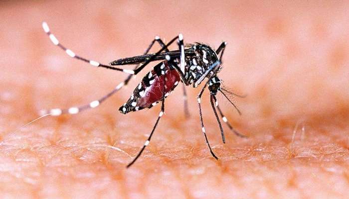 Dengue Prevention Tips: డెంగ్యూ ఉంది జాగ్రత్త, డెంగ్యూ లక్షణాలేంటి, ఎలా రక్షించుకోవాలి..?