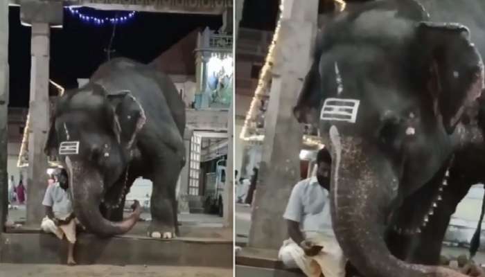 Elephant Mobile Video: కేర్ టేకర్‌ను పక్కకు తోసేసి.. స్మార్ట్‌ఫోన్ చూస్తున్న ఏనుగు! నవ్వులు పూయిస్తున్న వీడియో
