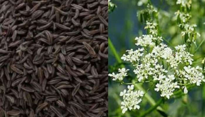 Black Cumin Seeds: పెరుగుతున్న కొవ్వు కరిగించే అద్భుత ఔషధం