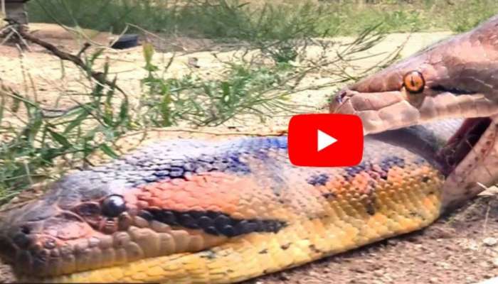Python Anaconda Fight: ఉడత కోసం కొండచిలువ, అనకొండ మధ్య ఫైట్.. వీడియో చూస్తే హడలిపోవడం పక్కా!