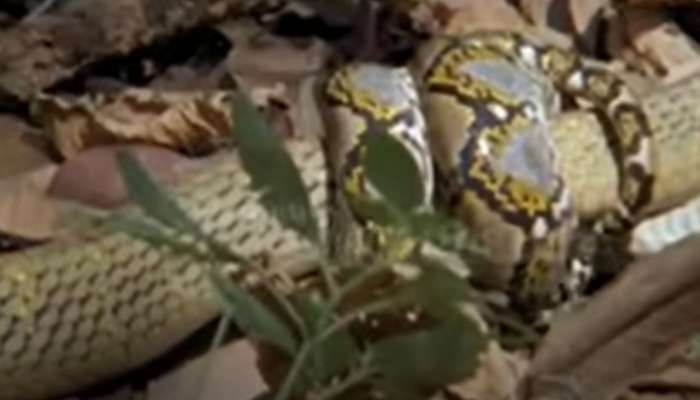 King Cobra Python Viral Video: గెలికి మరీ ప్రాణాల మీదికి తెచ్చుకున్న కింగ్ కోబ్రా.. కొండచిలువ పట్టు మాములుగా లేదుగా!