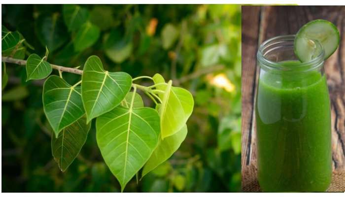 Peepal Leaves Benefits: రావిచెట్టు ఆకుల జ్యూస్‌తో ఆ సమస్యలన్నీ చిటికెలో మాయం