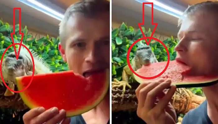 Lizard Eating Watermelon: బల్లితో కలిసి పుచ్చకాయ తింటున్నాడు.. వైరల్ వీడియో