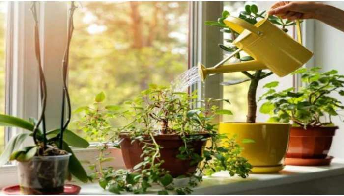 Tulsi plant Tips: తులసి మొక్క మీ ఇంట్లో ఉందా..అయితే ఈ సూచనలు పాటించాల్సిందే