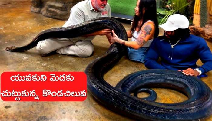 20 Foot Python Viral Video: యువకుని మెడకు చుట్టుకున్న కొండచిలువ.. చివరి ఏం జరిగిందో మీరు తప్పకుండా చూడాలి..