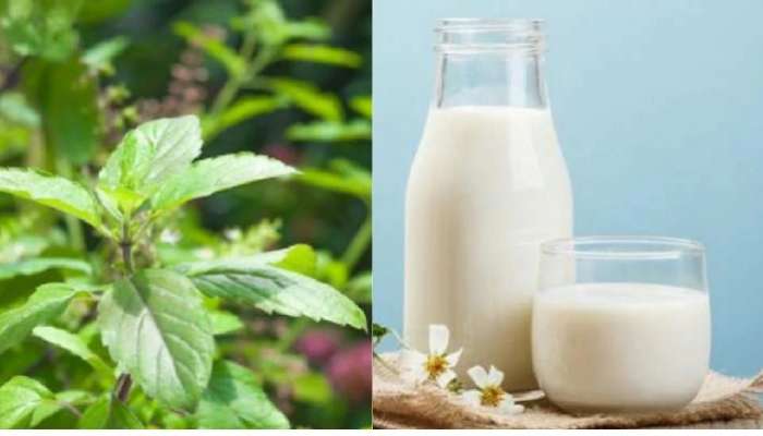 Tulsi Milk Benefits: తులసి పాల గురించి తెలుసా..రోజూ తాగితే ఆ సమస్యలన్నీ మాయం