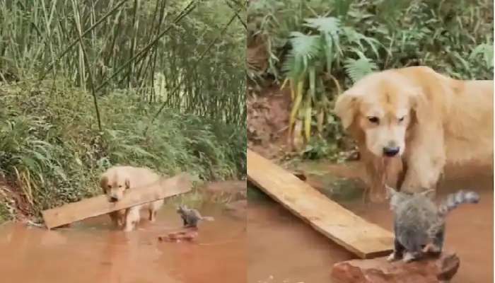 Dog Viral Video: నీటిలో మునిగిపోతున్న పిల్లిని ఆ కుక్క ఎలా కాపాడిందో చూస్తే..ఆశ్చర్యపోతారు