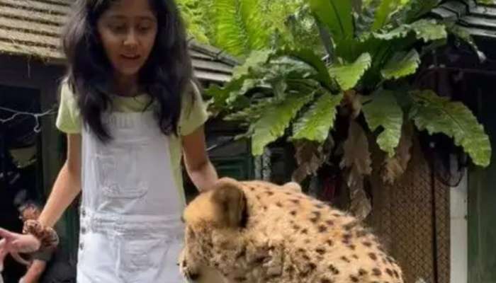 Tiger Girl Viral Video: చిరుతను లాలించేందుకు దగ్గరకు వెళ్లిన చిన్నారి.. ఎంతగుండె ధైర్యం బాలికా నీకు!