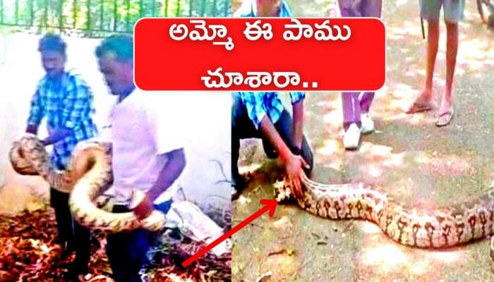 Hyderabad Big Python Viral Video: రైల్ నిలయంలో పార్కులో 14 అడుగుల కొండచిలువ.. చెత్త శుభ్రం చేస్తుండగా..!