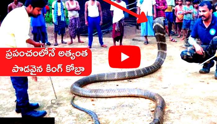 King Cobra Viral Video: పైకి లేస్తూ కాటేయటానికి వచ్చిన కింగ్ కోబ్రా.. ఎలా కంట్రోల్ చేసాడో చూడండి.. గూస్ బంప్స్ పక్కా.. 