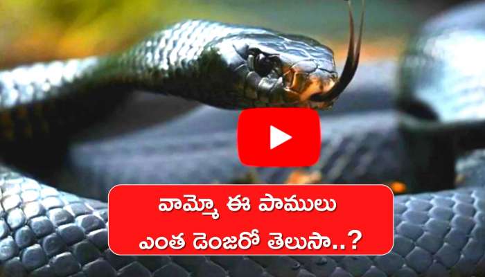 Most Venomous Snakes: Belchers Sea Snake Black Mamba Inland Taipan And