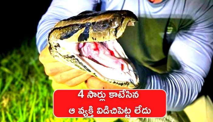 Python Snake Viral Video: 14 అడుగుల పైథాన్‌ 4 సార్లు కాటేసిన ఆ వ్యక్తి విడిచిపెట్ట లేదు.. చివరికి ఏం అయ్యాడో చూడండి..
