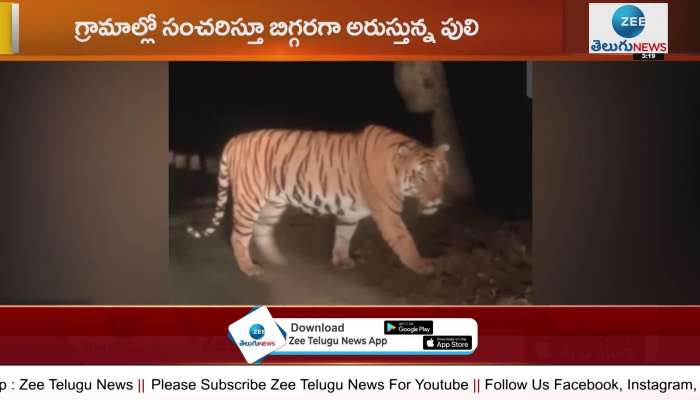Tiger scare in Adilabad 
