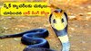 16 feet King Cobra: ముగ్గురు స్నేక్ క్యాచర్‌లకు చుక్కలు చూపించిన బ్లాక్ కింగ్ కోబ్రా.. చివరకు అమ్మాయి ఈజీగా పట్టేసింది!