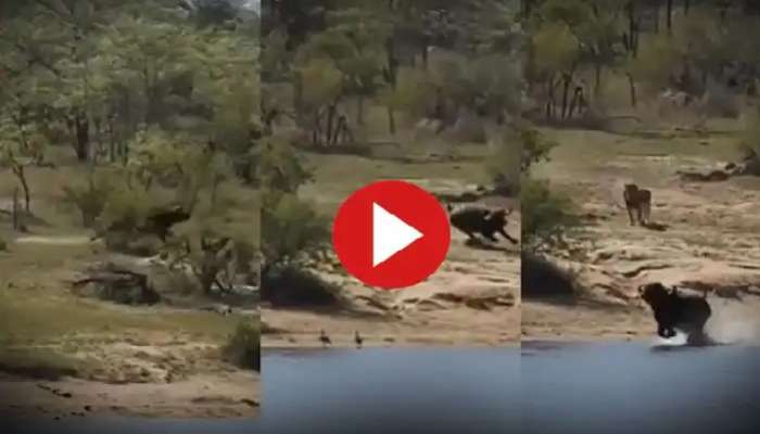 Wild Animal Video: పాపం..సింహం నుంచి తప్పించుకుని మొసలికి బలైన గేదె, వీడియో వైరల్