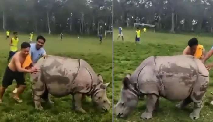 Rhino In Football Ground: ఫుట్‌బాల్‌ గ్రౌండ్‌లోకి ఎంట్రీ ఇచ్చిన ఖడ్గమృగం.. ఆటగాళ్లు ఏం చేశారో చూడండి..