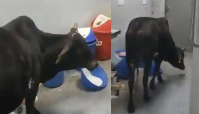 Cow ICU Viral Video: హాస్పిటల్ ఐసీయూలో ఆవు హడావుడి.. వైరలవుతున్న వీడియో! పేషంట్స్‌ సంగతేంటి