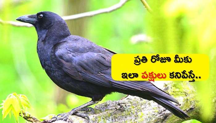 Astrology Facts: ప్రతి రోజూ మీకు ఇలా పక్షులు కనిపేస్తే.. జీవితాంతం డబ్బే.. డబ్బు..!