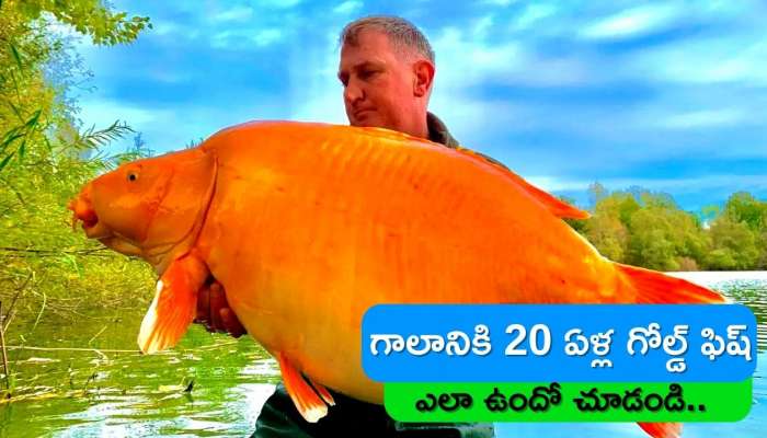 Gigantic Goldfish: గాలానికి 20 ఏళ్ల గోల్డ్ ఫిష్.. బరువు 30 కిలోల పైమాటే..