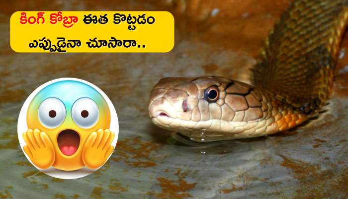 King Cobra Viral Video: మనిషిలా ఈత కొట్టిన భారీ కింగ్ కోబ్రా.. మీ ఎప్పుడైనా ఇలాంటి వీడియో చూశారా..?