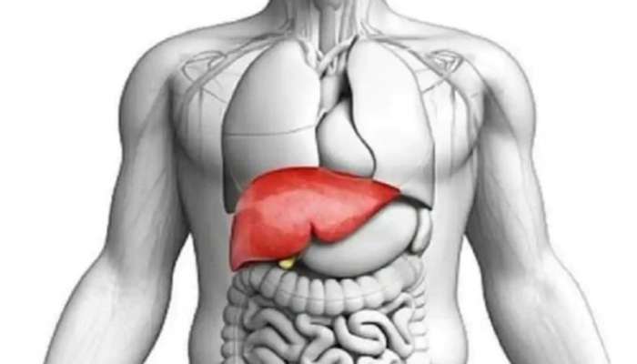 Healthy Liver Tips: దీర్ఘాయుష్షుతో ఆరోగ్యంగా బతకాలంటే..ఈ 5 పదార్ధాలు మానేయండి