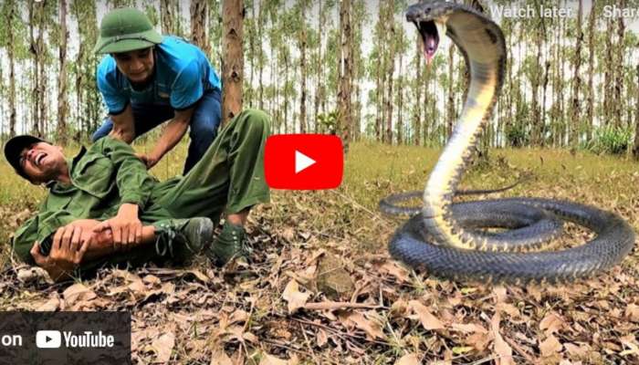 King Cobra Viral Video: ఒకే బిలంలో 6 కింగ్ కోబ్రాలు.. ఎంత ఈజీగా పట్టాడో! మీరే చూడండి 