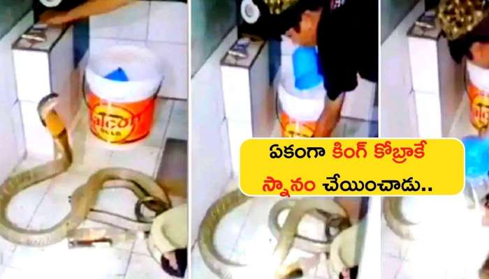 Rare Viral Video: వీడెవడ్రా నాయనా.. ఏకంగా కింగ్‌ కోబ్రాకే స్నానం చేయించాడు..