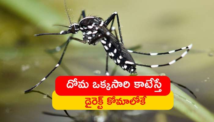 Asian Tiger Mosquito: ఈ దోమ ఒక్కసారి కాటేస్తే డైరెక్ట్‌ కోమాలోకి వెళ్లాల్సిందేనటా..!