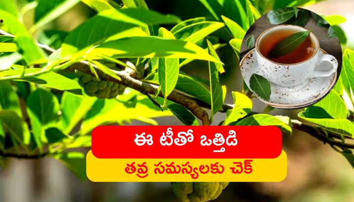 Custard Apple: సీతాఫలం ఆకుల టీతో ఒత్తిడి పాటు ఈ తవ్ర సమస్యలకు చెక్‌.. 