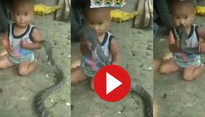 Child King Cobra Viral Video: ఆడుకుంటున్న పిల్లాడి వద్దకు వచ్చిన భారీ కింగ్ కోబ్రా.. చివరికి ఏమైందంటే? వీడియో చూస్తే వణికిపోతారు