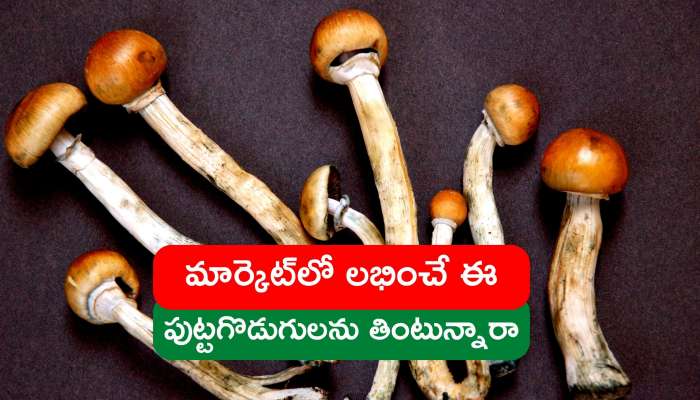 Mushroom: మార్కెట్‌లో లభించే ఈ పుట్టగొడుగులను తింటున్నారా.. ఇక అంతే సంగతి..