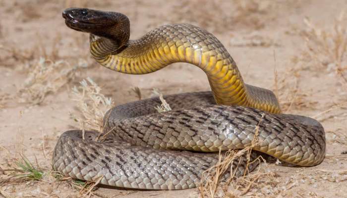 Most Venomous Snake: ప్రపంచంలోనే అత్యంత డేంజరస్ పాము ఇదే.. ఒక కాటులో 100 మంది ఫట్!